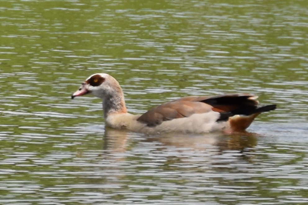 Egyptian Goose - ML174141221