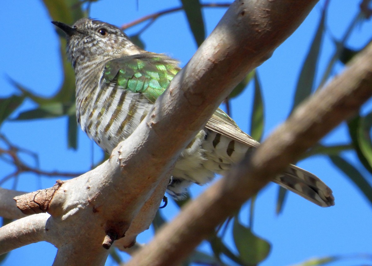 Cuclillo Broncíneo (plagosus) - ML174143201