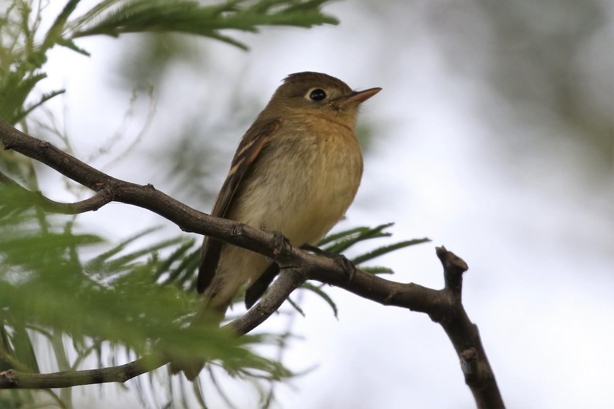 Western Flycatcher (Pacific-slope) - Dean LaTray