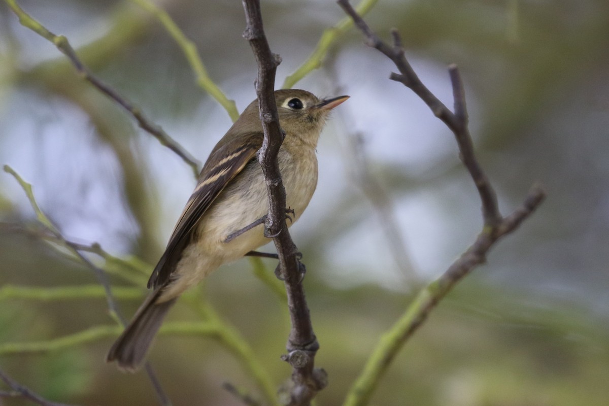 Western Flycatcher (Pacific-slope) - ML174143671