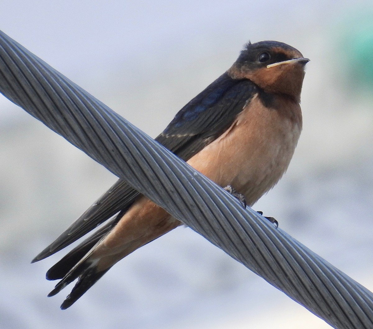 Barn Swallow - David Whitehouse