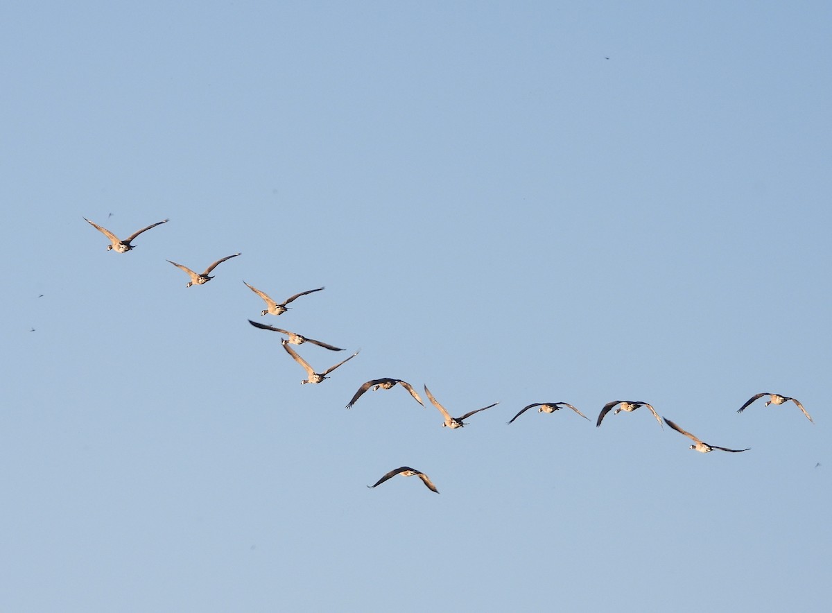 Canada Goose - Francois Bourret