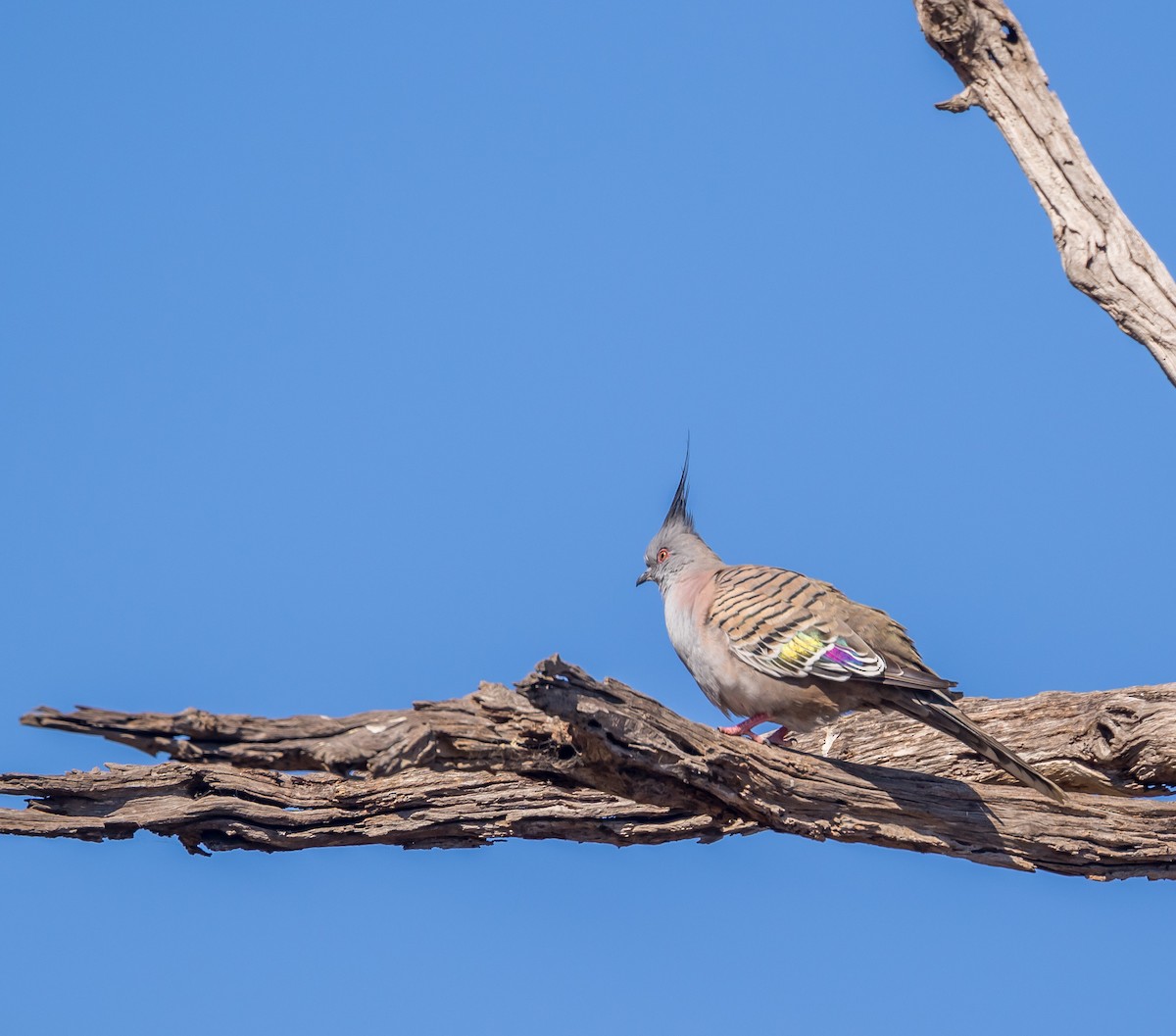 Crested Pigeon - ML174146771