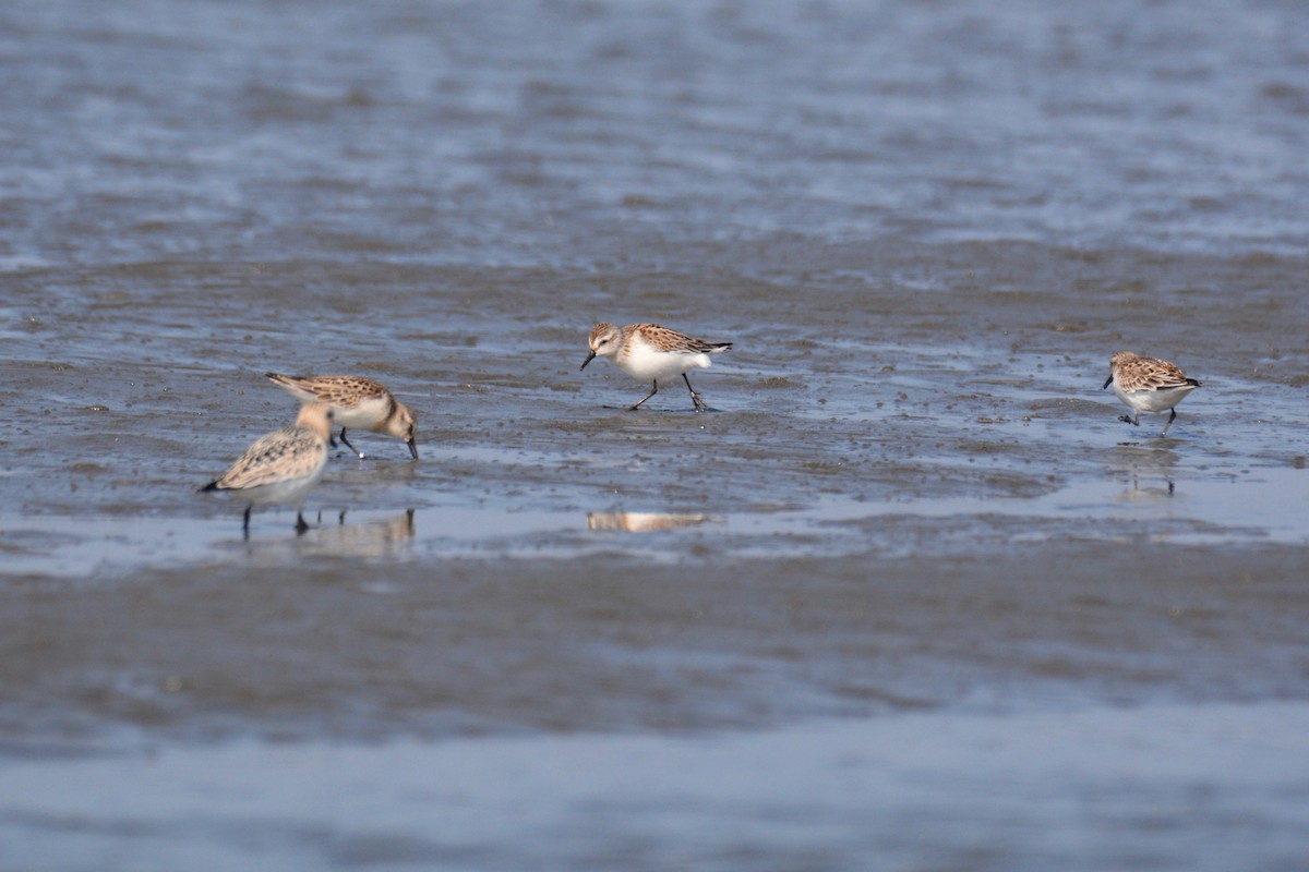 Red-necked Stint - Will Brooks