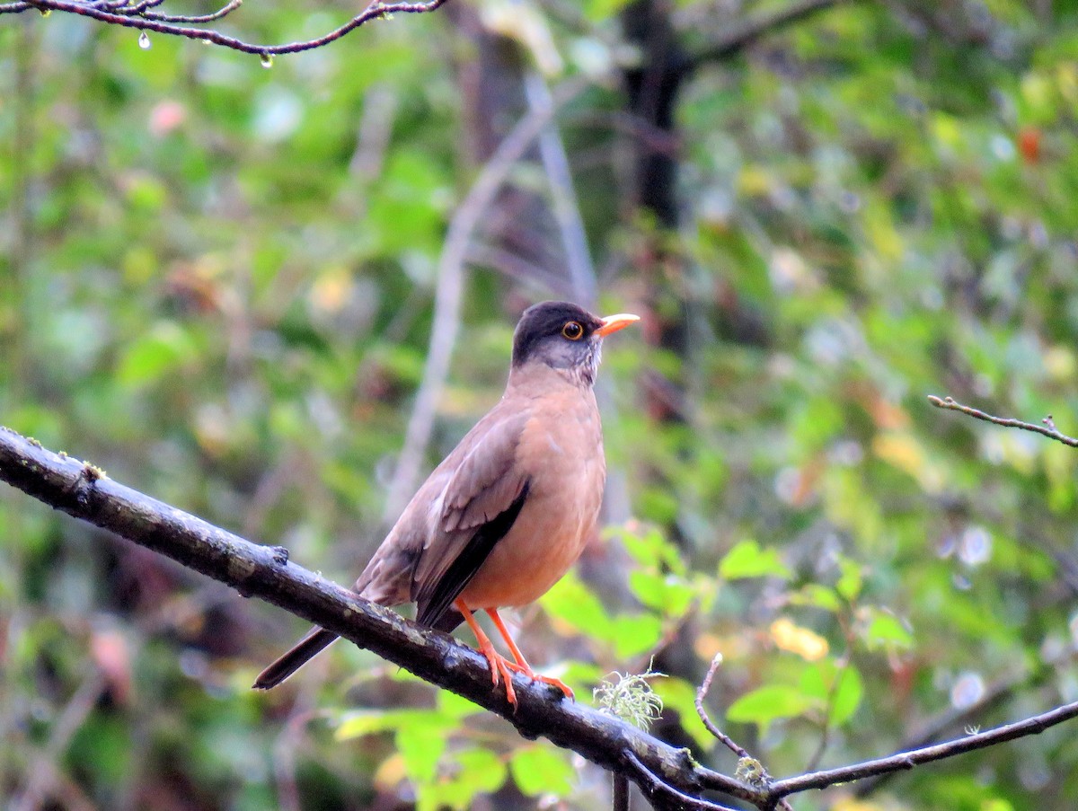 Austral Thrush - Constanza Herrera