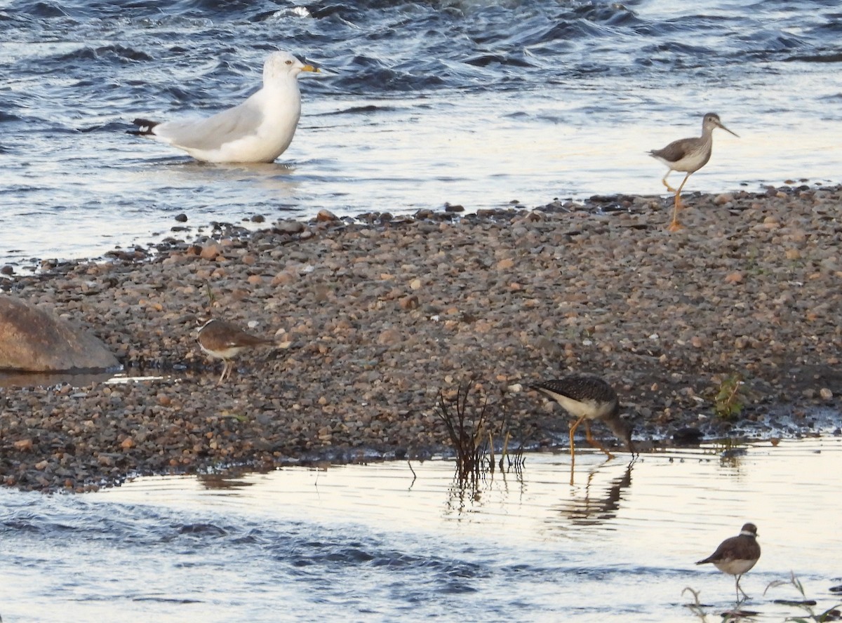 Ring-billed Gull - ML174149221