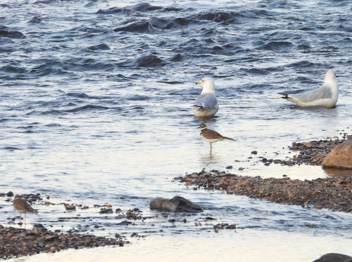 Ring-billed Gull - ML174149271