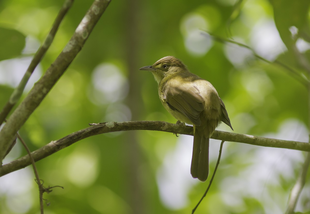 Cachar Bulbul - ML174149491