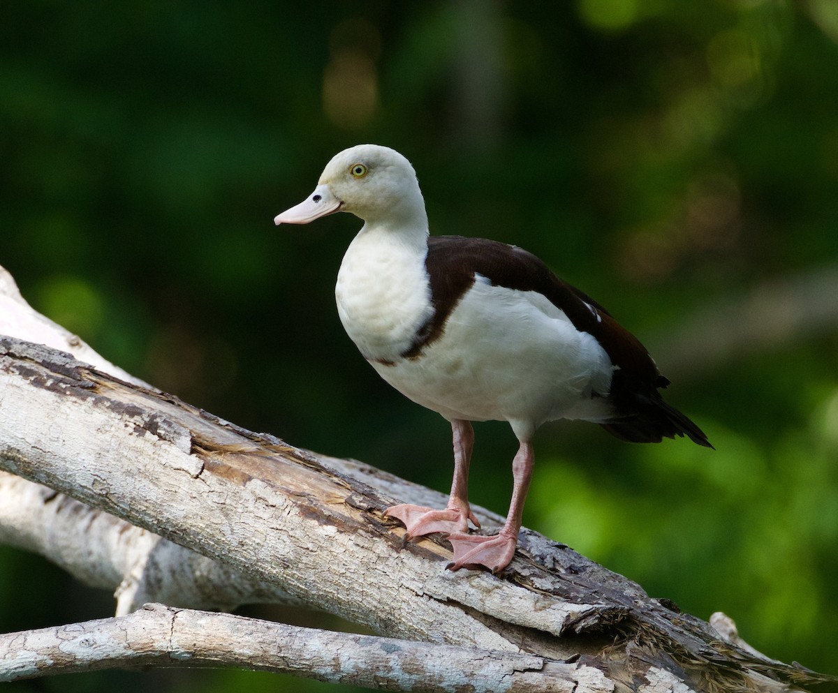 Radjah Shelduck - Scott Baker