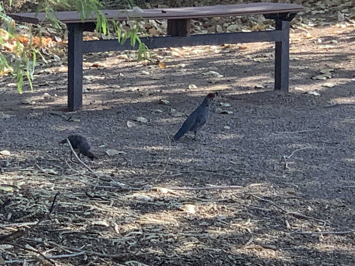 Gambel's Quail - Michael Parrish