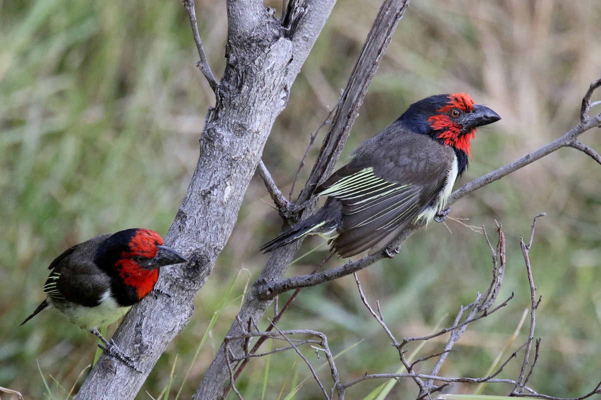 Black-collared Barbet - ML174154691