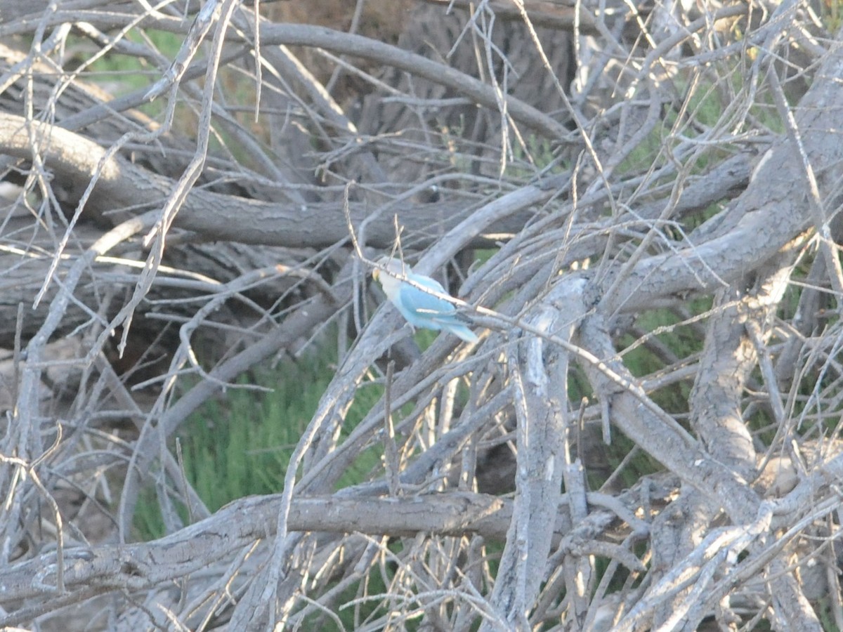 Rosy-faced Lovebird - ML174155231