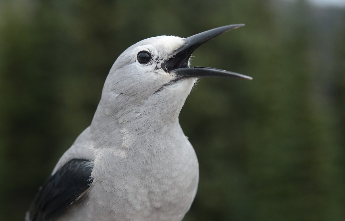 Clark's Nutcracker - ML174155771