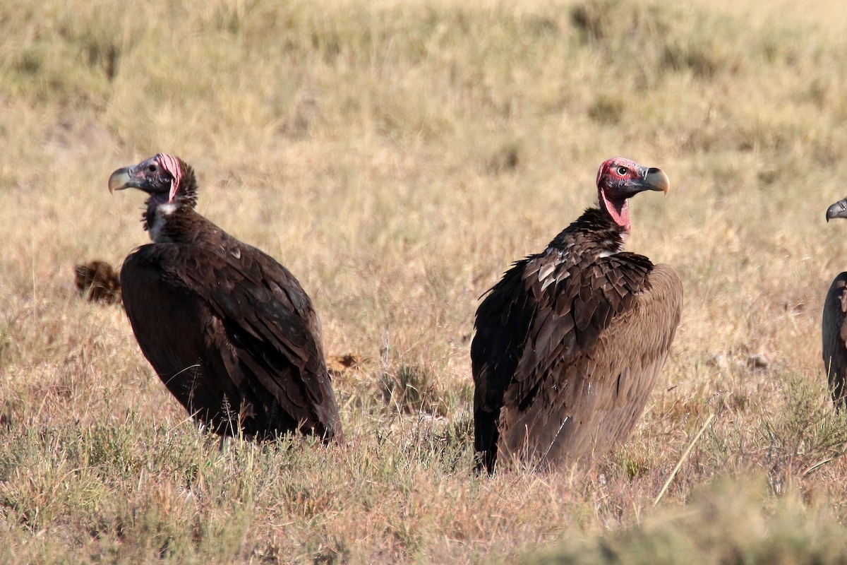 Sarkık Yanaklı Akbaba - ML174155791