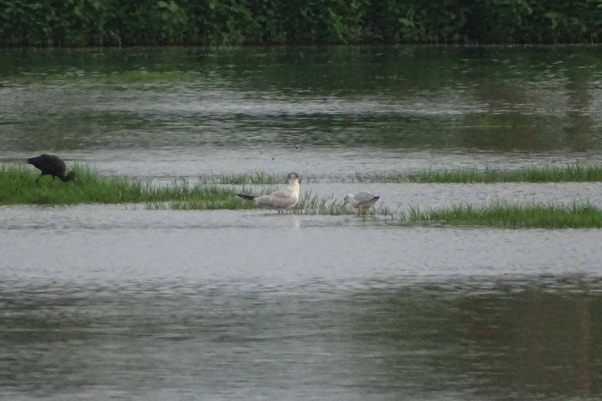 Caspian Tern - ML174156281