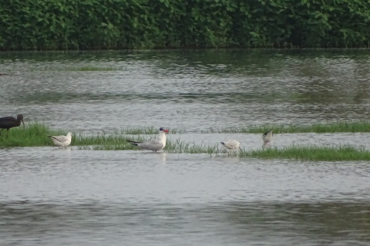 Caspian Tern - Renju TR