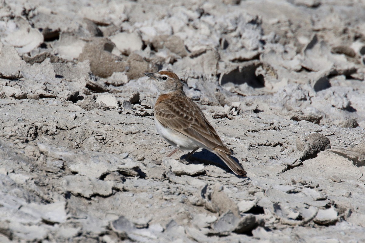 Red-capped Lark - Stephen Gast