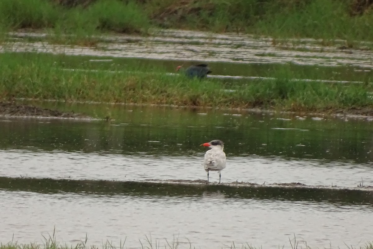 Caspian Tern - ML174157031