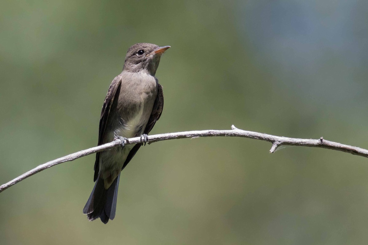 Western Wood-Pewee - August Davidson-Onsgard