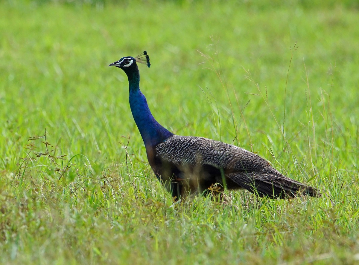 Indian Peafowl - ML174158171