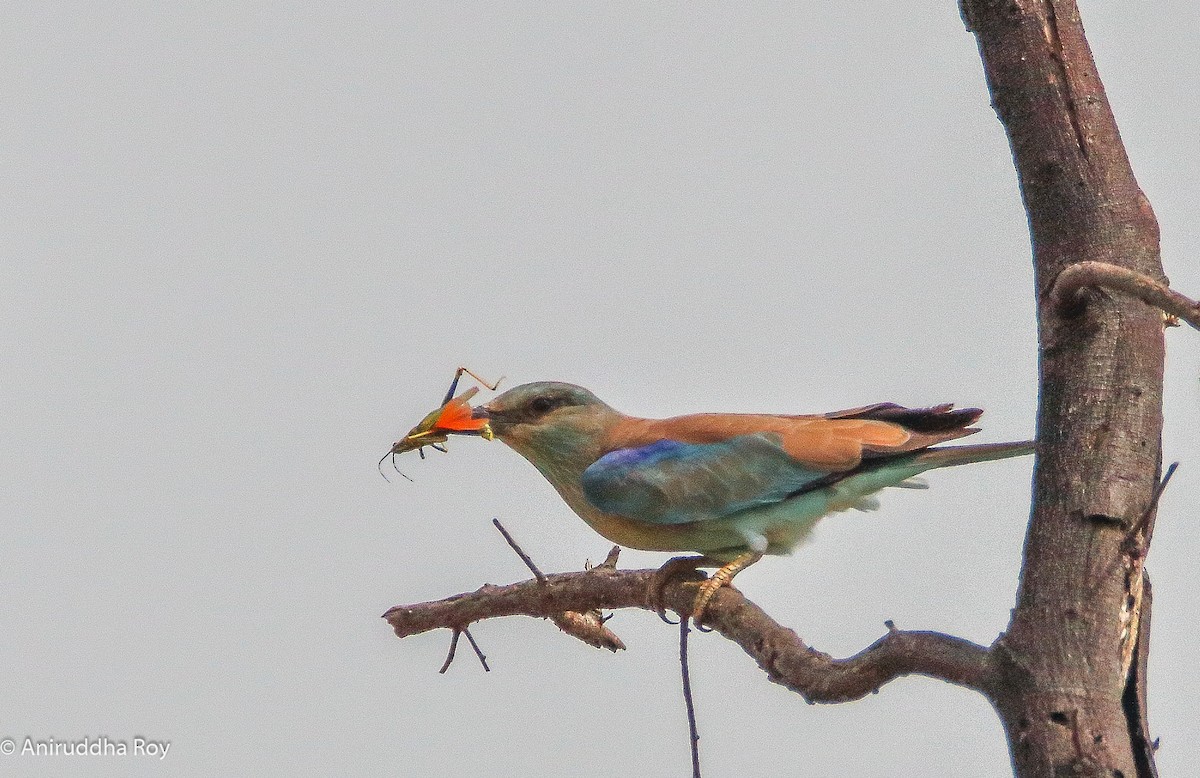 European Roller - ML174158271