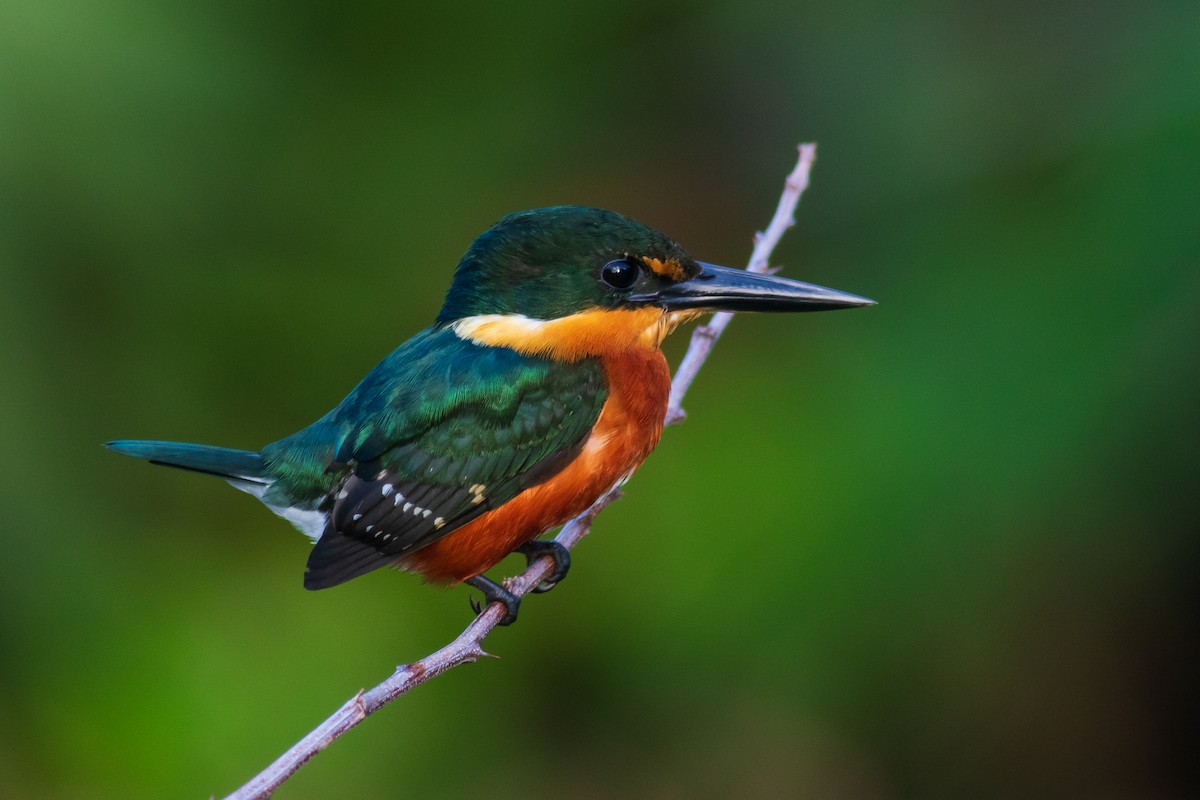 American Pygmy Kingfisher - ML174158401