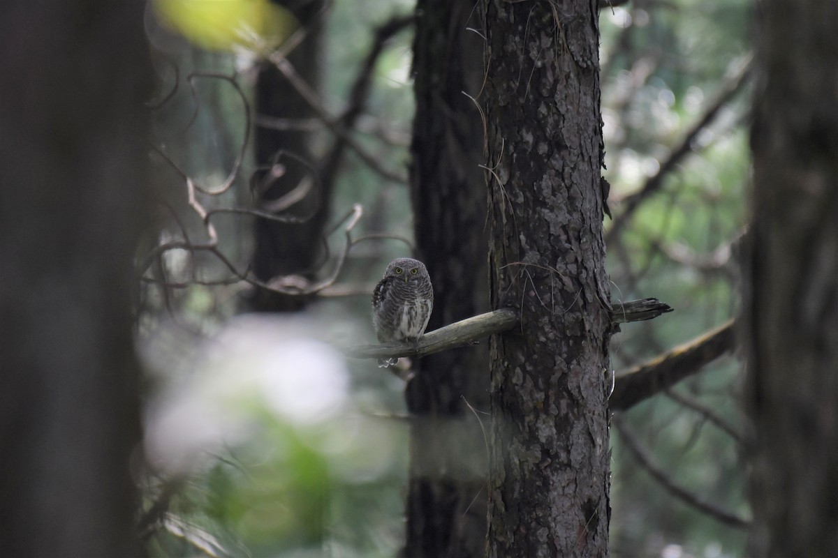 Asian Barred Owlet - ML174159701