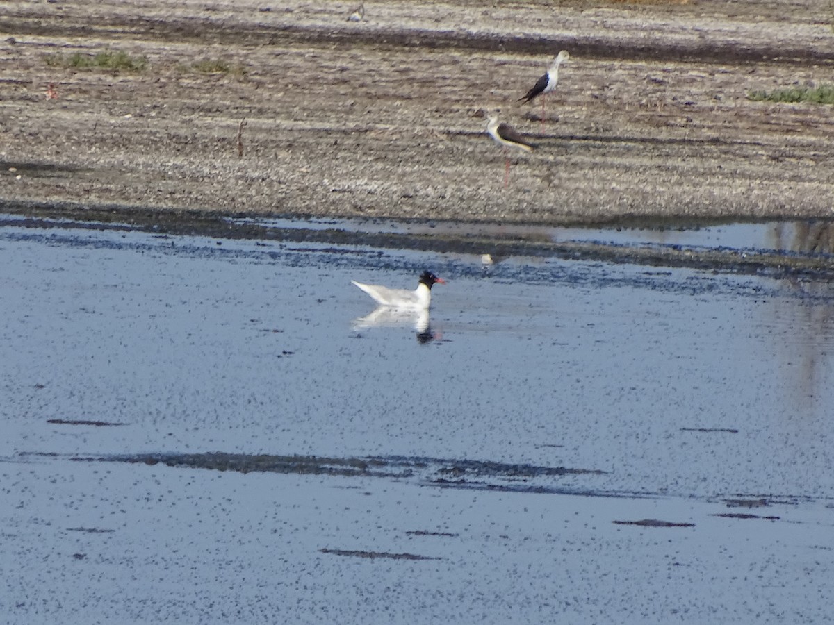 Mouette mélanocéphale - ML174160761