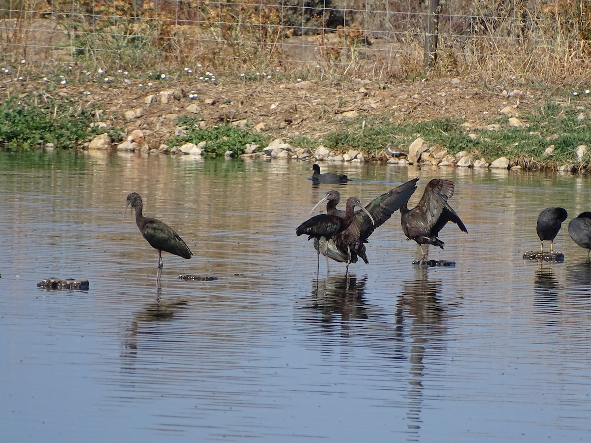 Glossy Ibis - ML174160801