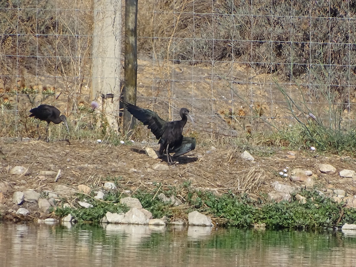 Glossy Ibis - ML174160811