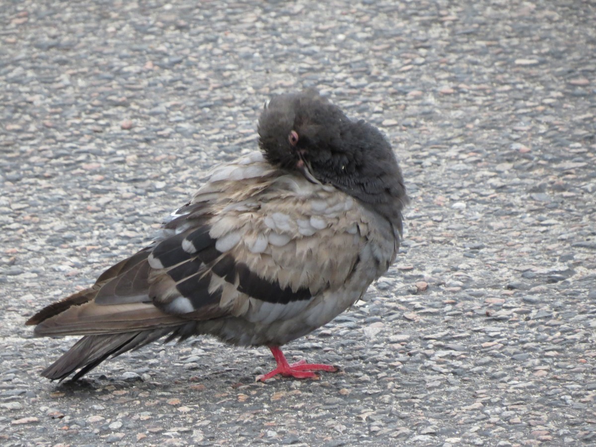 Rock Pigeon (Feral Pigeon) - ML174166261