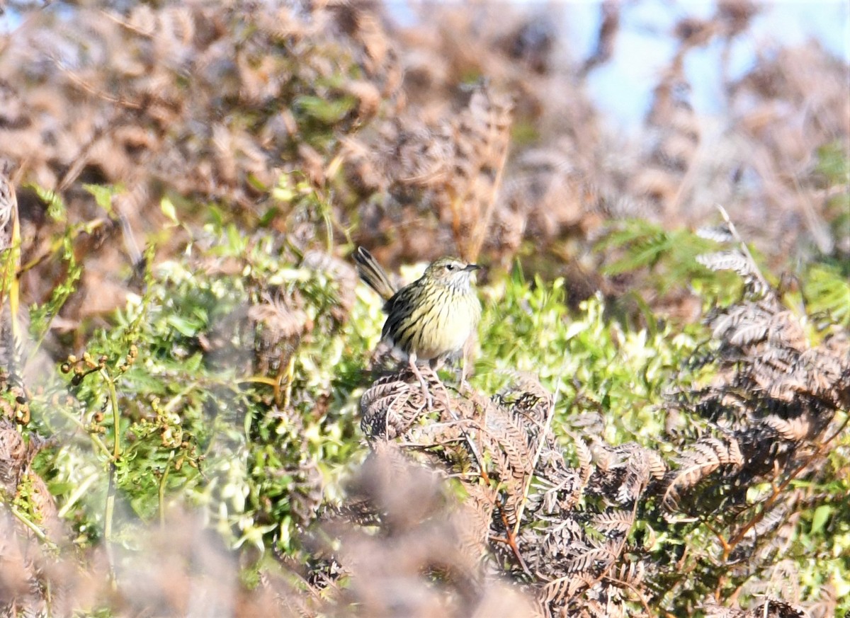 Striated Fieldwren - ML174166871