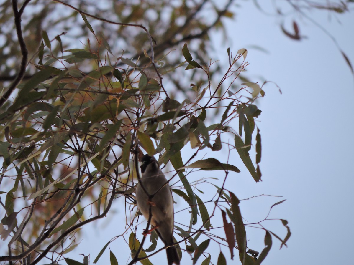 Black-chinned Honeyeater - ML174167531