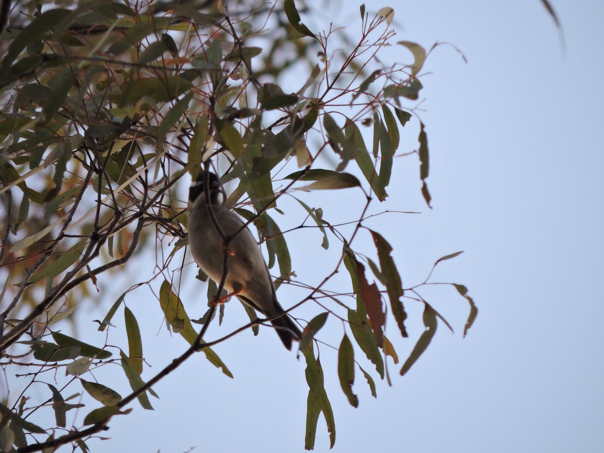 Black-chinned Honeyeater - ML174167541