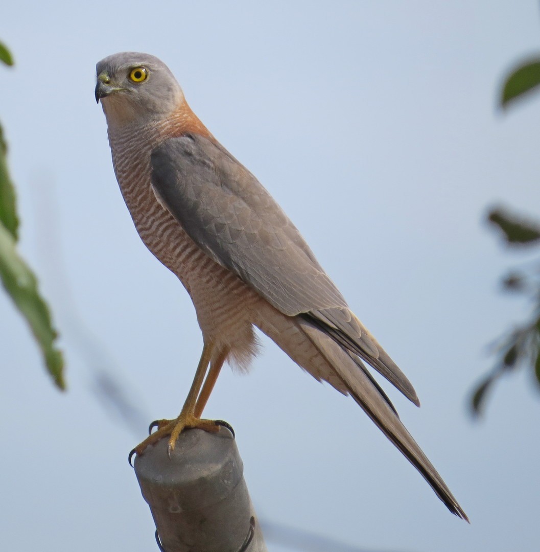 Collared Sparrowhawk - ML174168461