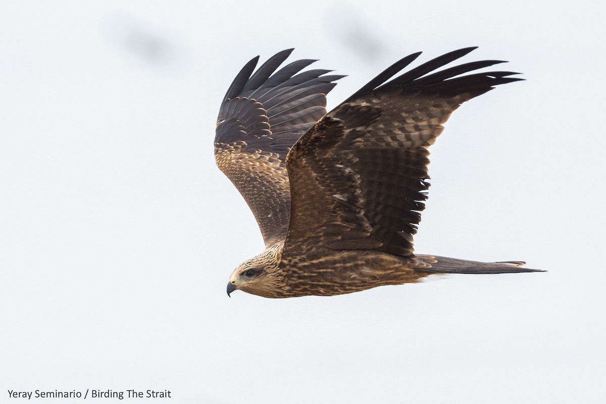 Black Kite - Yeray Seminario