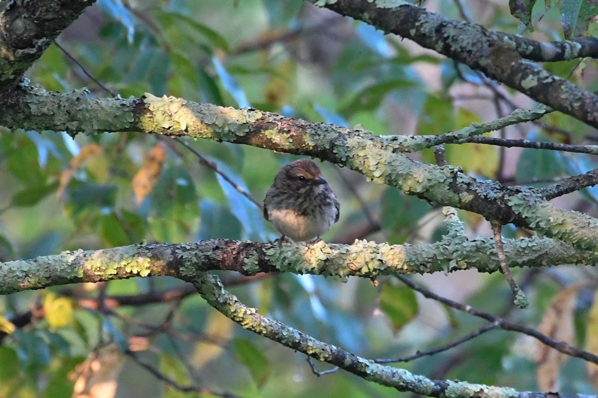 Swamp Sparrow - ML174169881