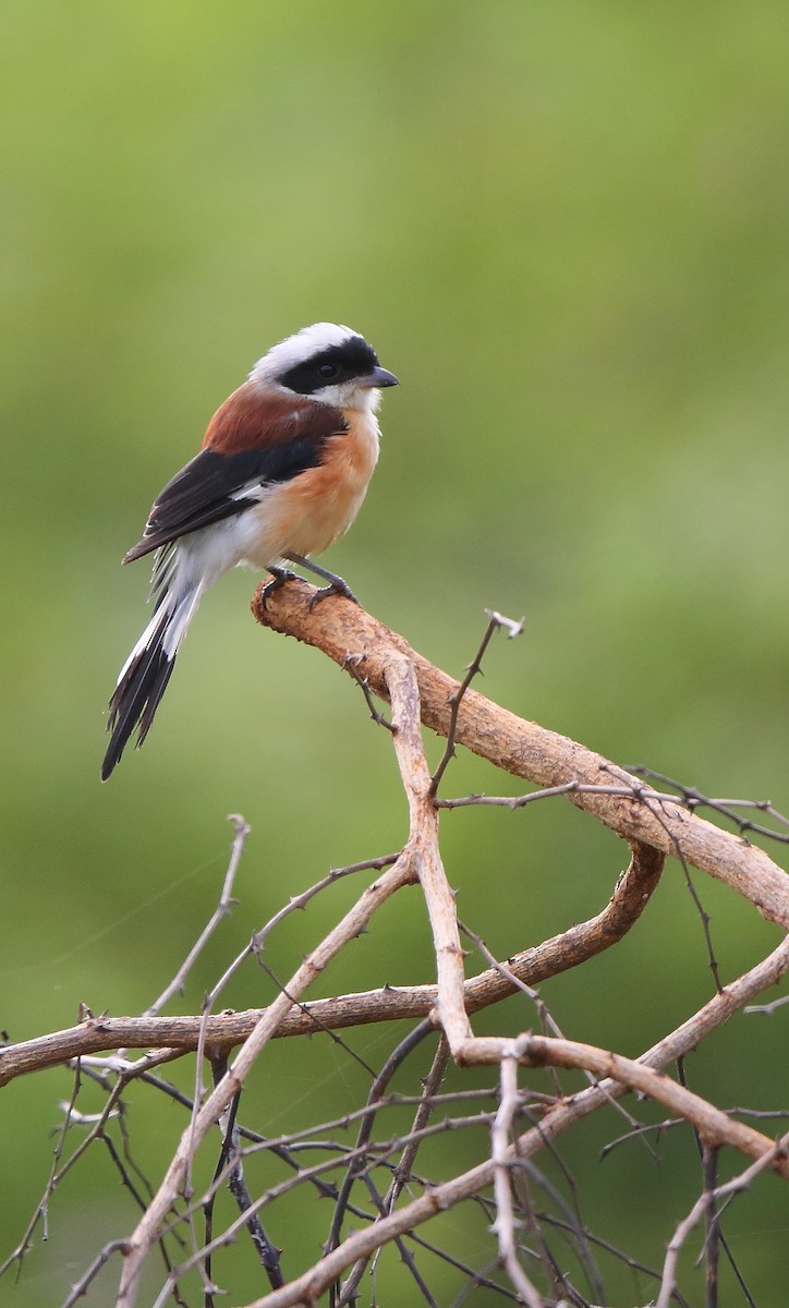 Bay-backed Shrike - ML174170371