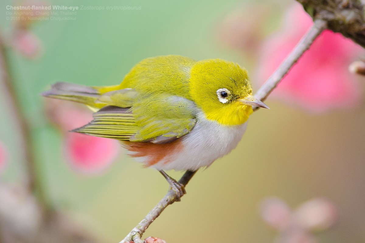 Chestnut-flanked White-eye - ML174170851