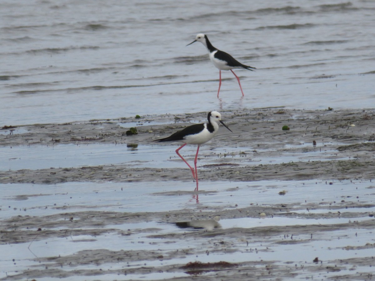 Pied Stilt - ML174172281