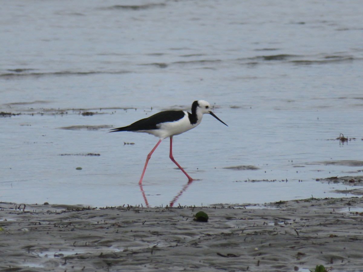 Pied Stilt - ML174172591