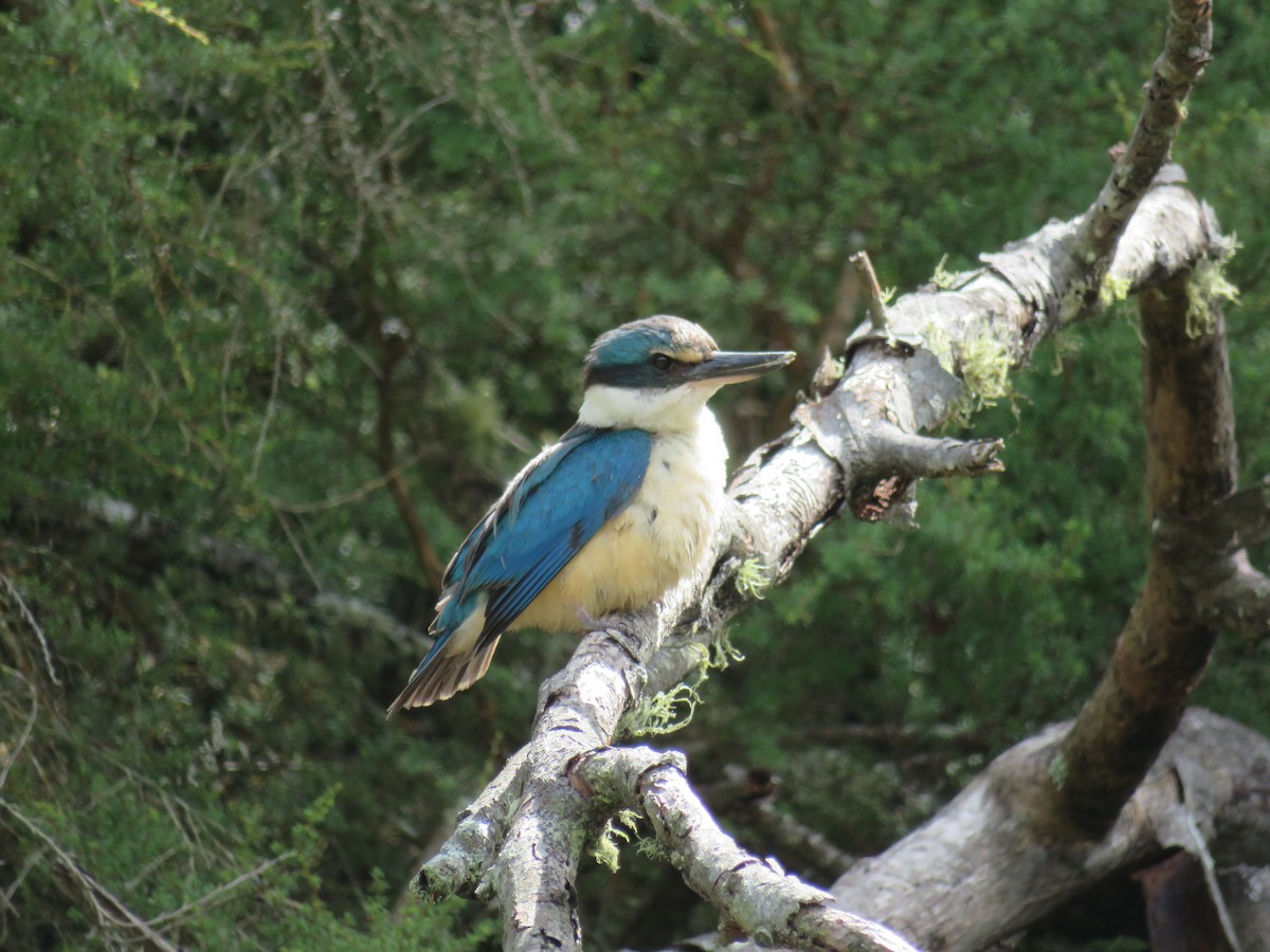 Sacred Kingfisher - ML174172821