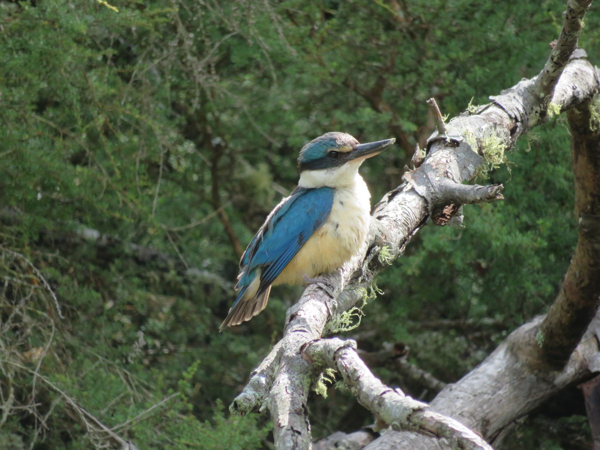 Sacred Kingfisher - ML174172831