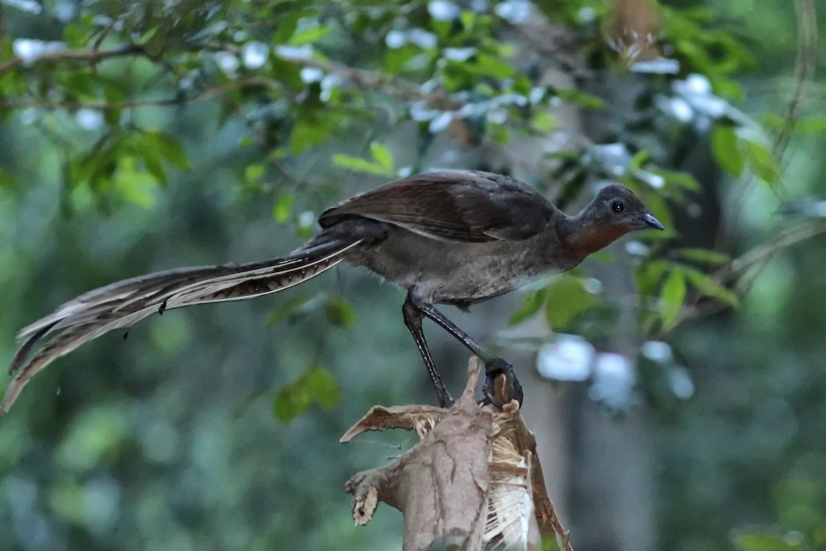 Superb Lyrebird - ML174173081