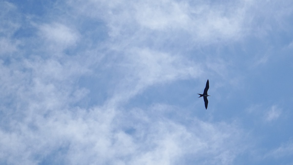 Magnificent Frigatebird - ML174173341