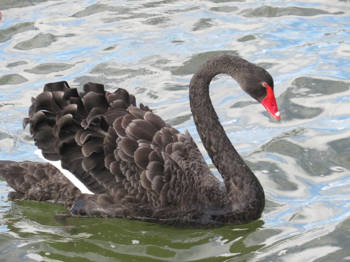 Black Swan - ML174173461