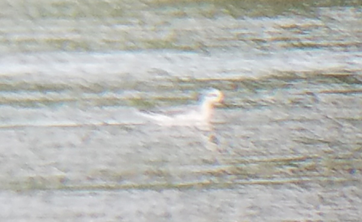 Red Phalarope - ML174173481