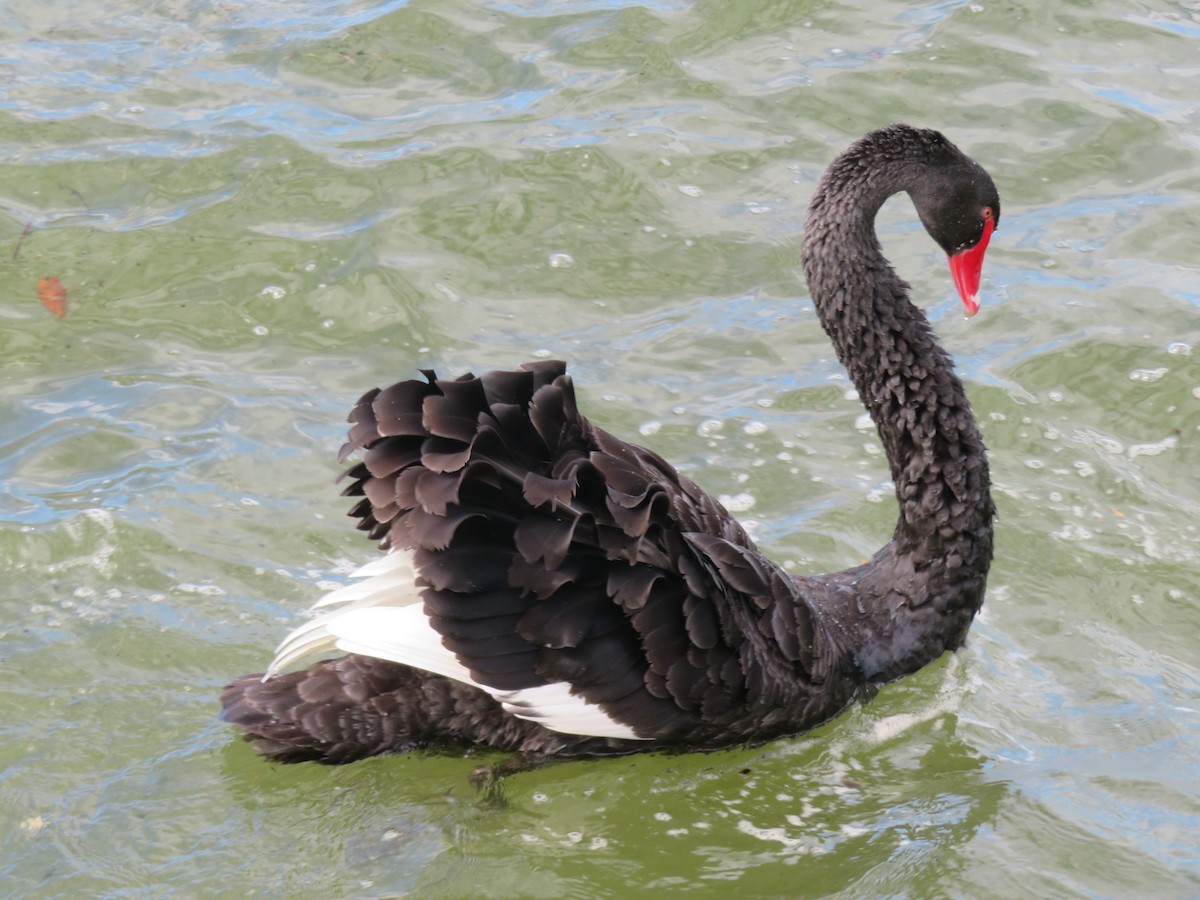 Black Swan - ML174173591