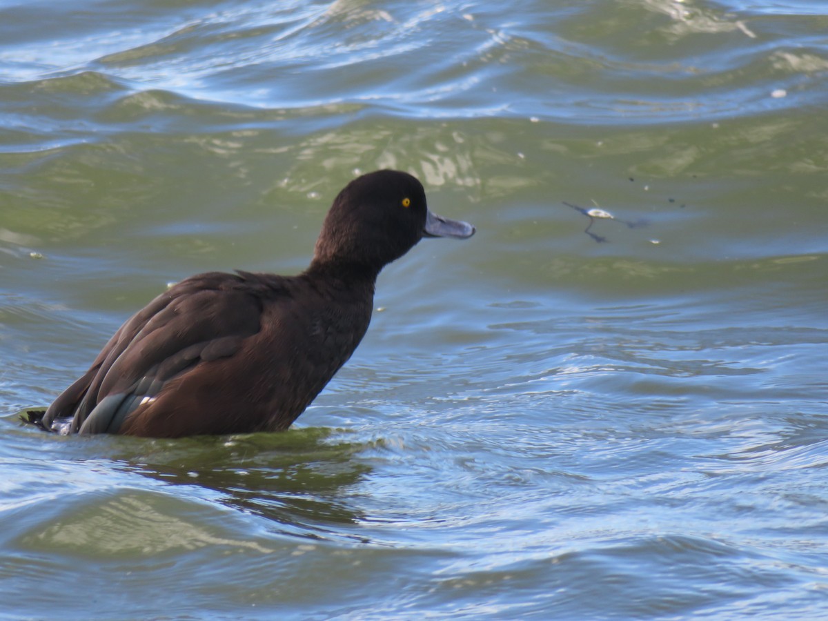 New Zealand Scaup - ML174173651