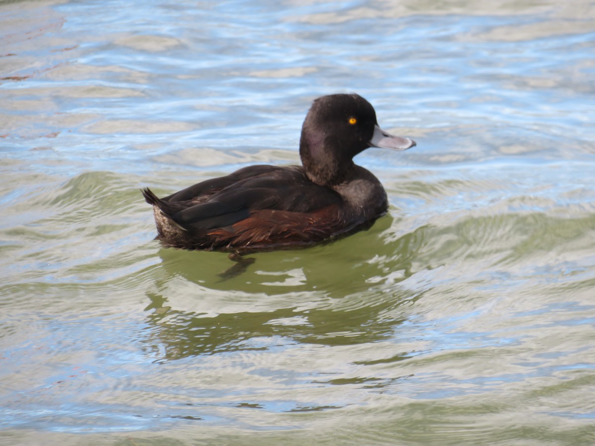 New Zealand Scaup - ML174173851